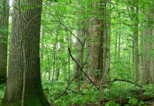 Hardwood trees in a forest