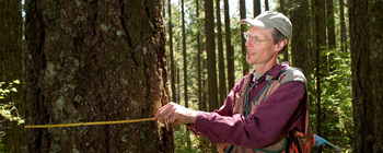 Registered forester measuring diameter of a tree