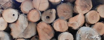 Hardwood logs stacked