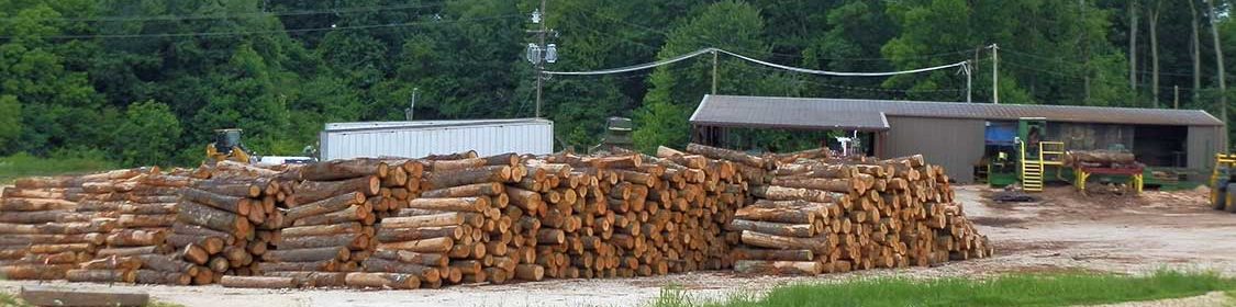 Pile of hardwood logs outside of the sawmill